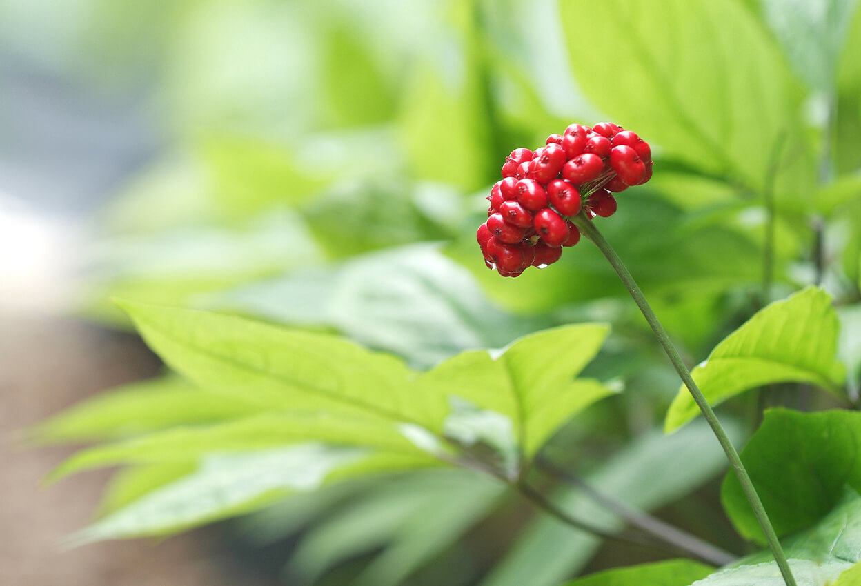 Fruit Fermented Skincare