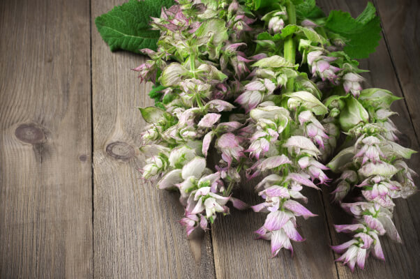 Clary Sage is perfect for people with oily skin CLARY SAGE